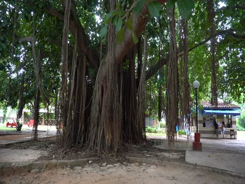 Movement to wide large tropical tree baobab with creepers in the park Stock Footage 71531453