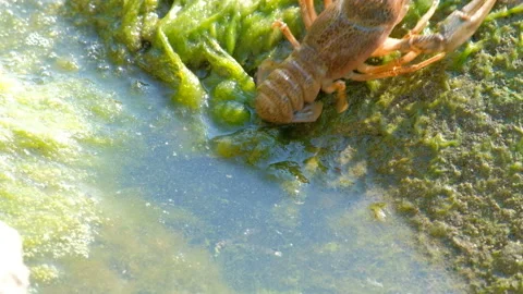Movement of wild crayfish backwards. Algae and green mud on the stone and water. Stock Footage 93157609