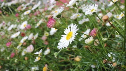 The movement of wild flowers Stock Footage 259521556