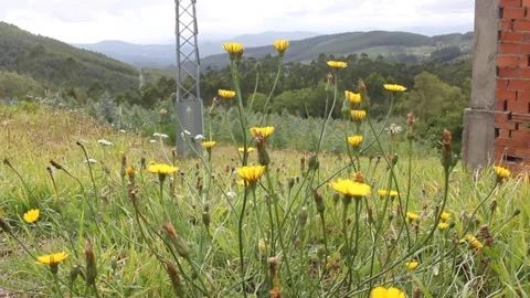 The movement of wild flowers in the mountains Stock Footage 259521553
