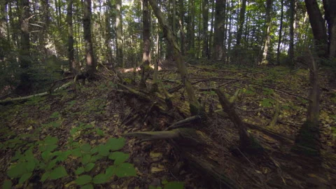 Movement on wild forest along dead tree 库存影片 153087838