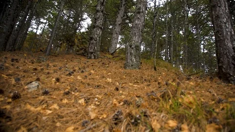 Movement in the wild pine forest on the needles and cones Stock Footage 105736576
