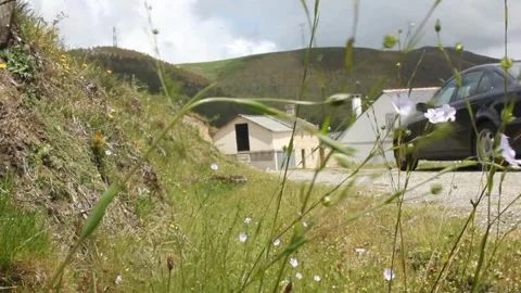 Movement of wild plants with the wind Stock Footage 255210397