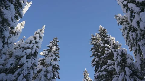 Movement on winter forest road among snow-covered firs Video stock 147054623