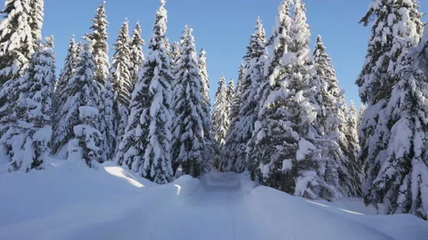 Movement on winter forest road among snow-covered firs Stock Footage 147055632