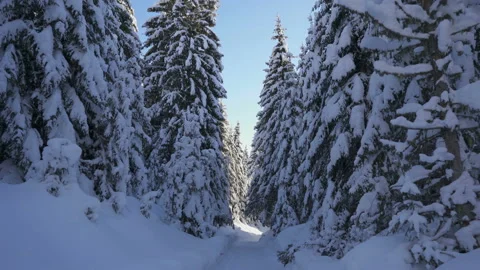 Movement on winter forest road among snow-covered firs Stock Footage 147057977