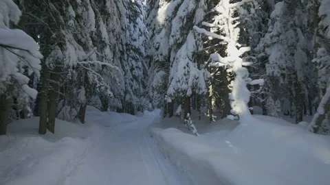 Movement on winter forest road among snow-covered firs Stock-Footage 147058271