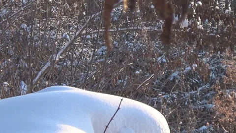Movement in the winter forest, sun 스톡 동영상 100986171