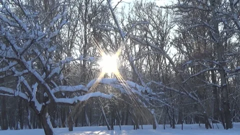 Movement in the winter forest, sun 스톡 동영상 100986307