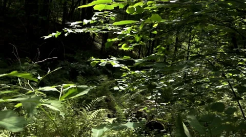 Movement in the woods Stockbeeldmateriaal 39844604