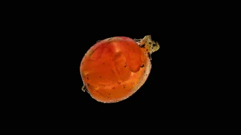 Movement of young worms in a cocoon under a microscope, family Lumbricidae Stock Footage 169420204