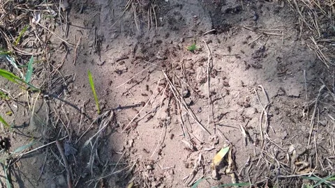 Movements of ants in an anthill close-up during the day Stock Footage 239008121