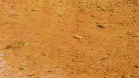 The movements of a frog inside the water Stock Footage 138337012