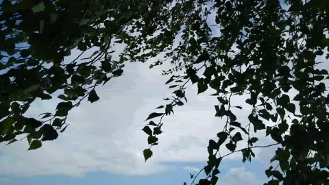 Movements of leaves and branches of a birch tree in the wind Stock Footage 204923552