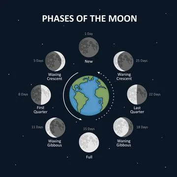 Movements of the Moon Phases. Stock Illustration