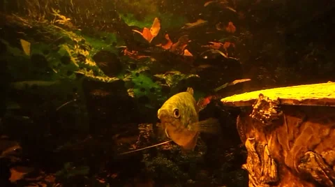 Moves of the fish Stock Footage 42428933