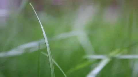Moves the focus. grass Video stock 24739354