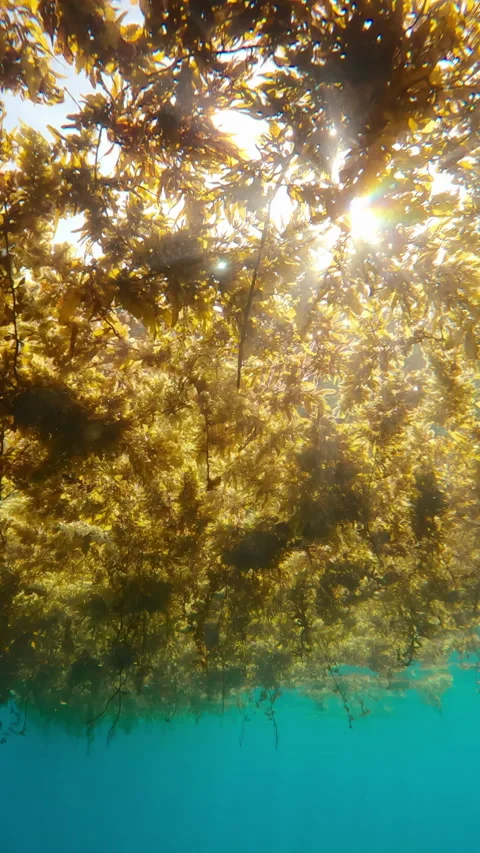 Moves forward under layer of floating algae, these are storm-ripped sargassum Stock Footage 343154767