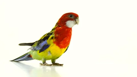 Moves quickly to the camera  Rosella parrot isolated on white screen Stock Footage 100629453