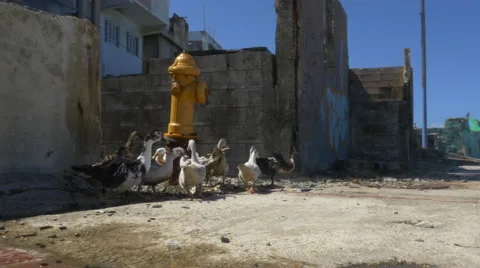 Movi around Ducks Stock Footage 60748798