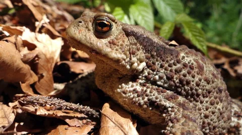 Movie clip - Frog - Common Toad (Bufo bufo) in the wild 스톡 동영상 64800644