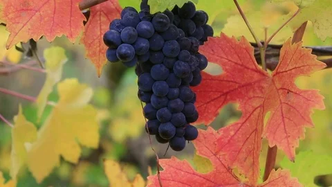 Movie of grape-bearing vines with a bunch of dark red grapes fall season 1080p Stock Footage 81985341