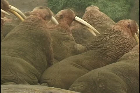 Movin out Stock Footage 11109066