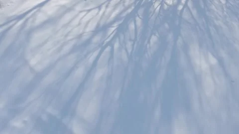 Moving above long tree shadows on freshly fallen snow Stock Footage 246108994