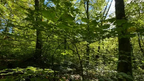 Moving Across the Beech Field in Early Autumn Stock Footage 69982087