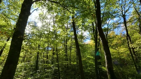 Moving Across the Beech Field in Early Autumn Stock Footage 80541178