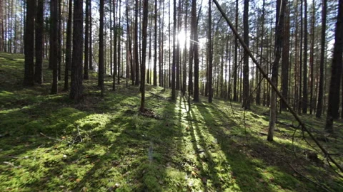 Moving across the deep pine-spruce forest Pov Shot Sunlight Lens Flare Stock Footage 95937811