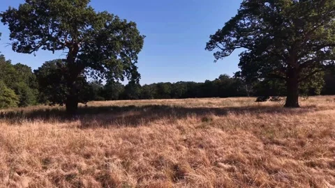 Moving Across Dry Summer Field Between Two Large Trees In Nature Landscape Stock Footage 341669150