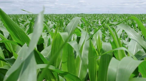 Moving across rows of corn in farm field Vídeo Stock 52917509