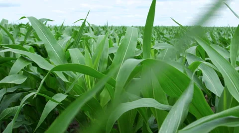 Moving across rows of corn in farm field Video stock 52917693