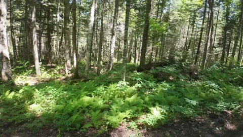 Moving Adk Scenery Stock-Footage 342655823