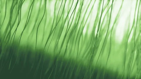 Moving algae Stock Footage 172418466