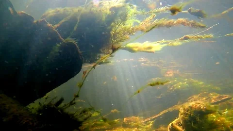 Moving Algae in Strong River Waterflow Stock Footage 104058476