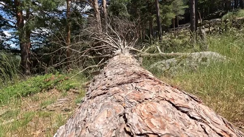 Moving along the bark of a fallen tree trunk Stock Footage 297082038