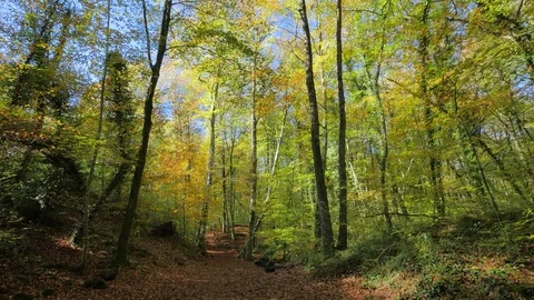 Moving Along the Beech Fields in Early Autumn Video stock 70003197