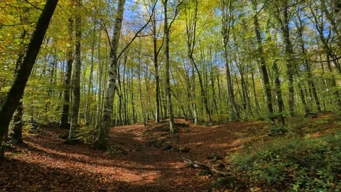 Moving Along the Beech Fields in Early Autumn Stock Footage 81106331