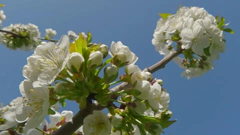 Moving up along branch covered with white flowers on blossom Wild Cherry Tree, Stock Footage 335898176