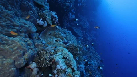 Moving along a deep reef wall of hard and soft coral Video stock 120761768