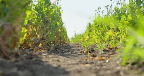Moving along a dirt path between rows of poppy plants with seed pods, 8K Stock Footage 339245940