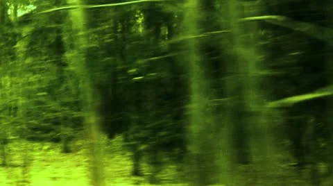 Moving along the forest Stock Footage