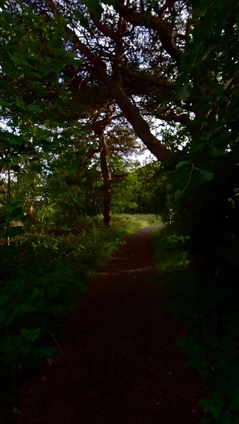 Moving along a forest path during the day - Vertical Video Video stock 200401411