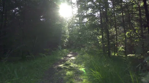 Moving along the forest path Stock Footage