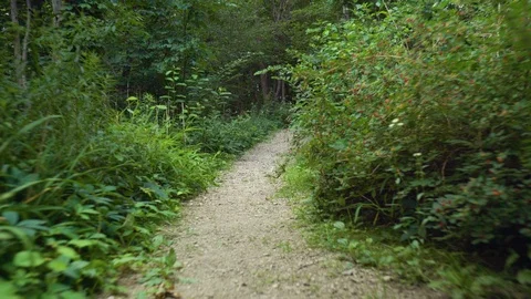 Moving along a forest path Video stock 121554063