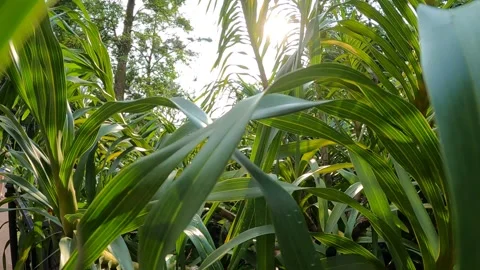 Moving along leaves Stock Footage 156306450
