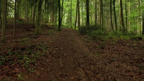 Moving along muddy forest path in the woods Stock Footage 337513883