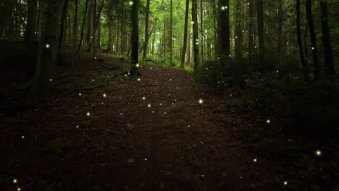 Moving along muddy forest path in the woods 1 Vídeos de archivo 341830507